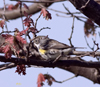 Yellow-rumped Warbler female
